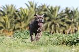 CANE CORSO 397